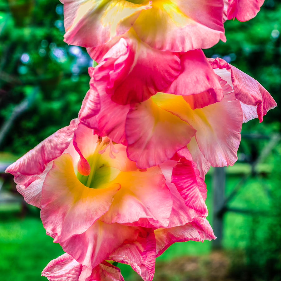Gladiolus Photograph by Rob Sellers