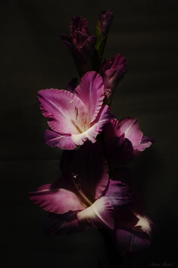 Gladiolus Spotlight 1 Photograph by Paulina Roybal