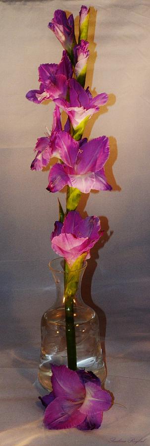 Flower Photograph - Gladiolus tower by Paulina Roybal Flower Photograph - Gladiolus tower by Paulina Roybal