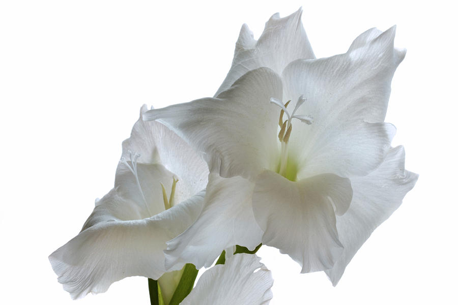 Gladiolus White. Photograph by Terence Davis