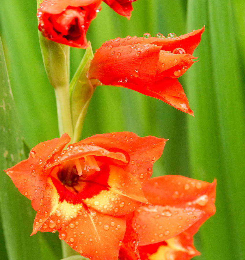 Perennial Photograph - Gladiolus with Raindrops 2 by Douglas Barnett