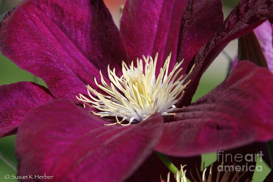 Glam Clematis Photograph by Susan Herber
