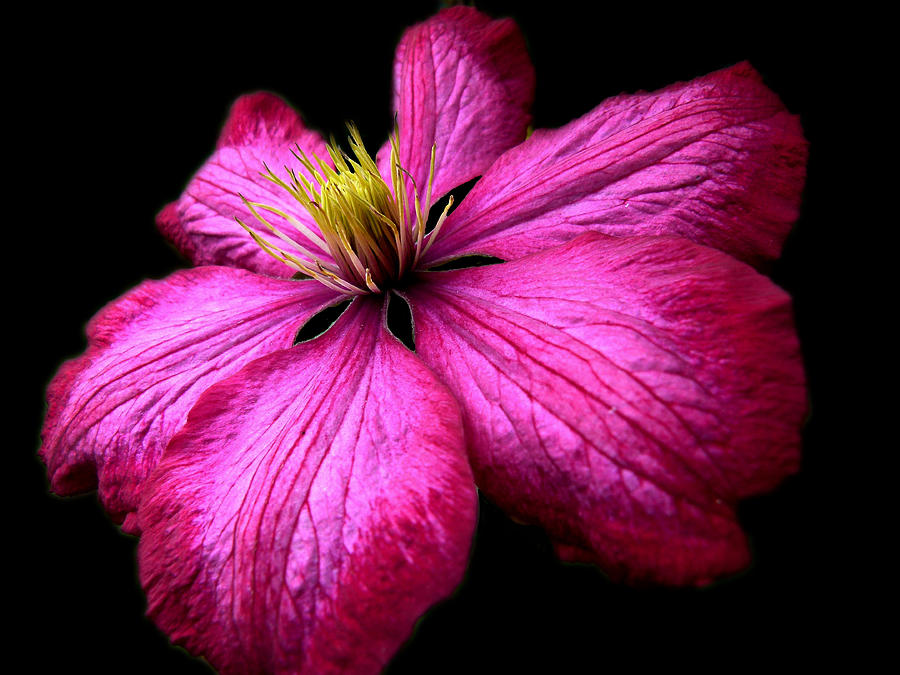 Glamorous Clematis Photograph by Vanessa Thomas