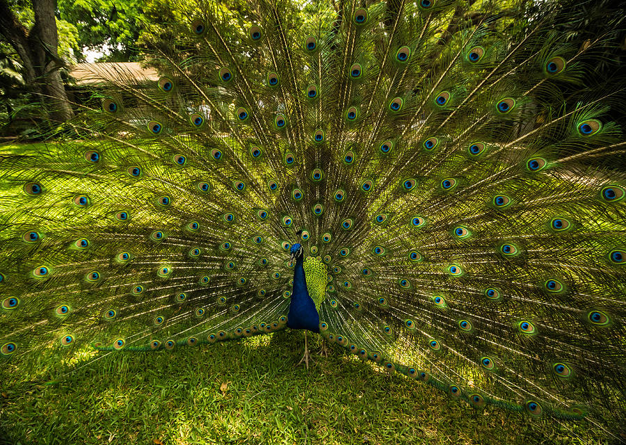 Glamorous Peacock Photograph by George Kenhan