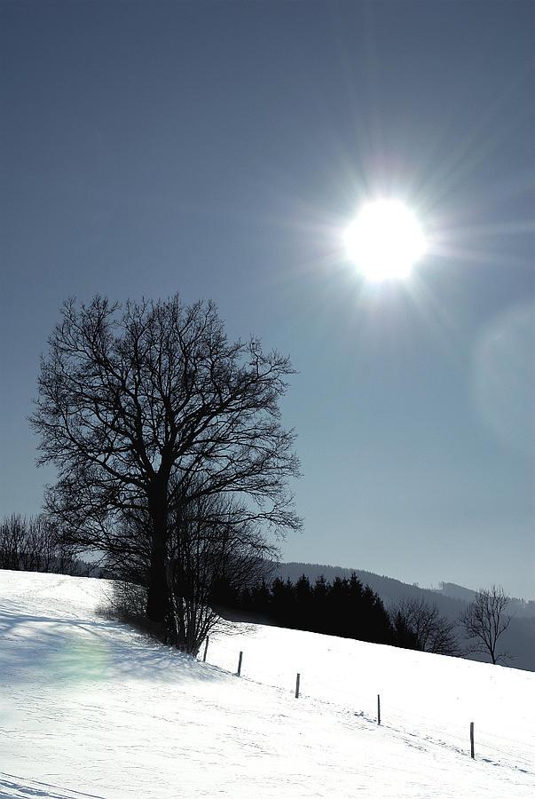 Winter Photograph - Glance by Antonio Castillo