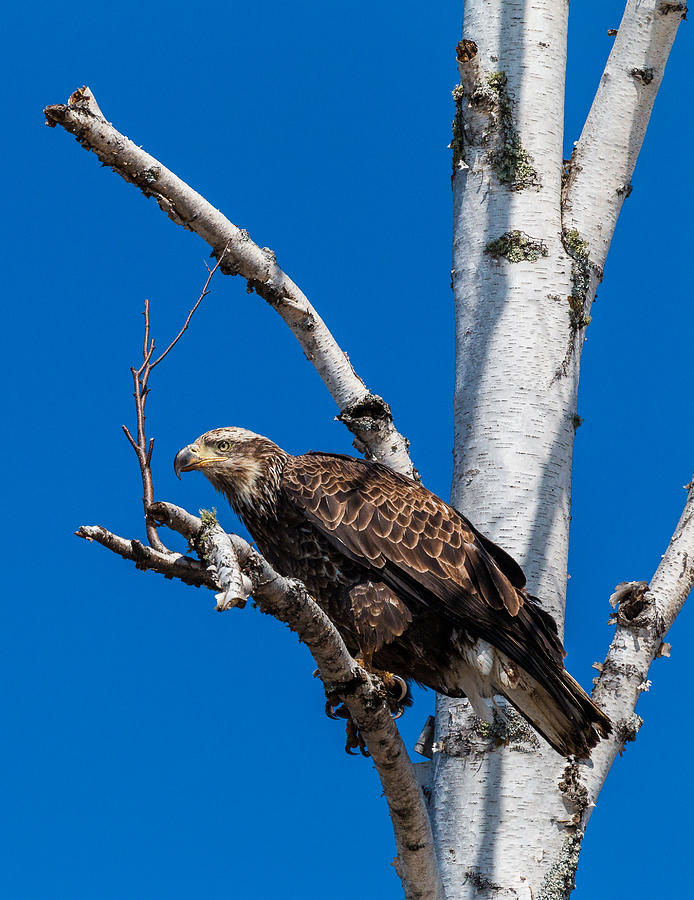Eagle Photograph - Glare by Linda Ryma
