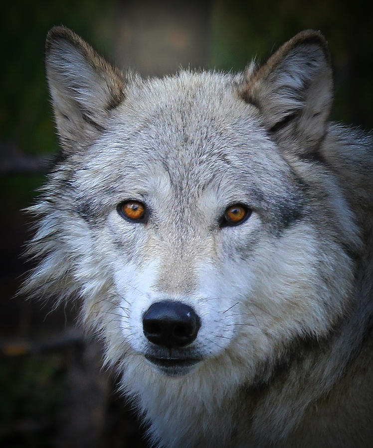Glare Of A Wolf Photograph by Athena Mckinzie