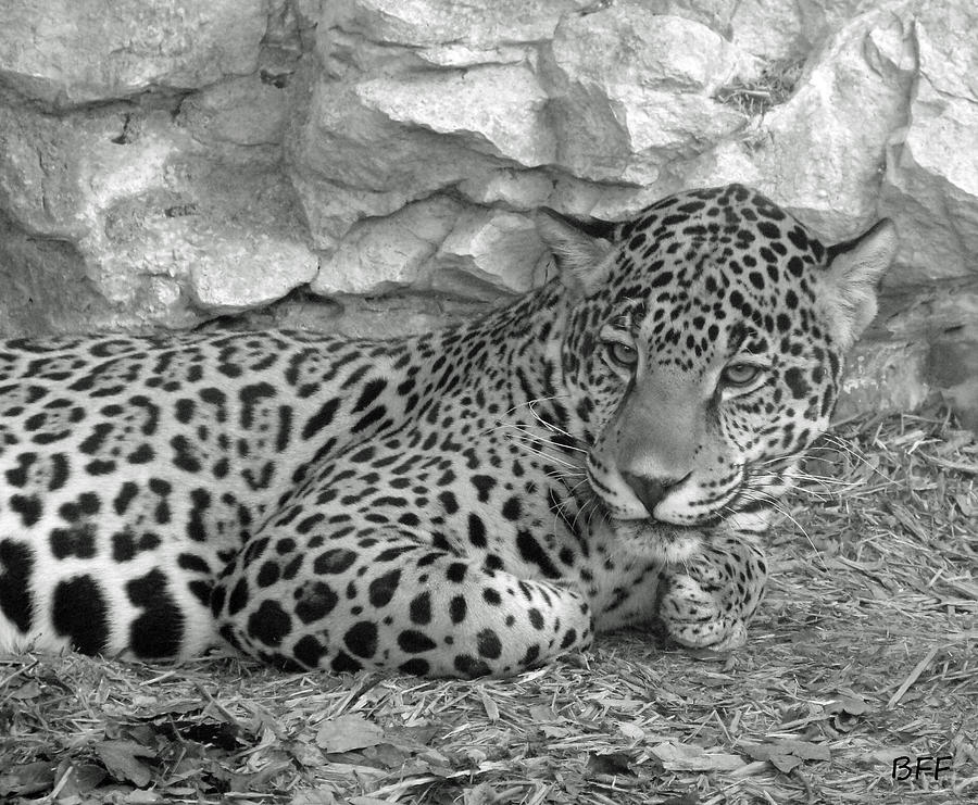Black And White Photograph - Glare of the Leopard by Brooke Fuller