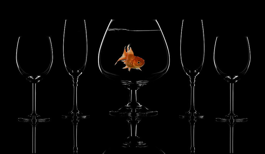 Glass Fish Photograph by Saleh Swid
