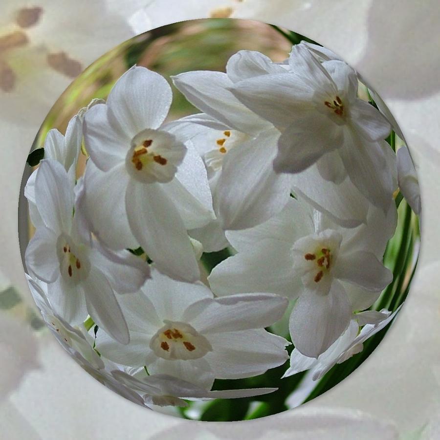 Glass Flowers Sphere Photograph by Joan-Violet Stretch