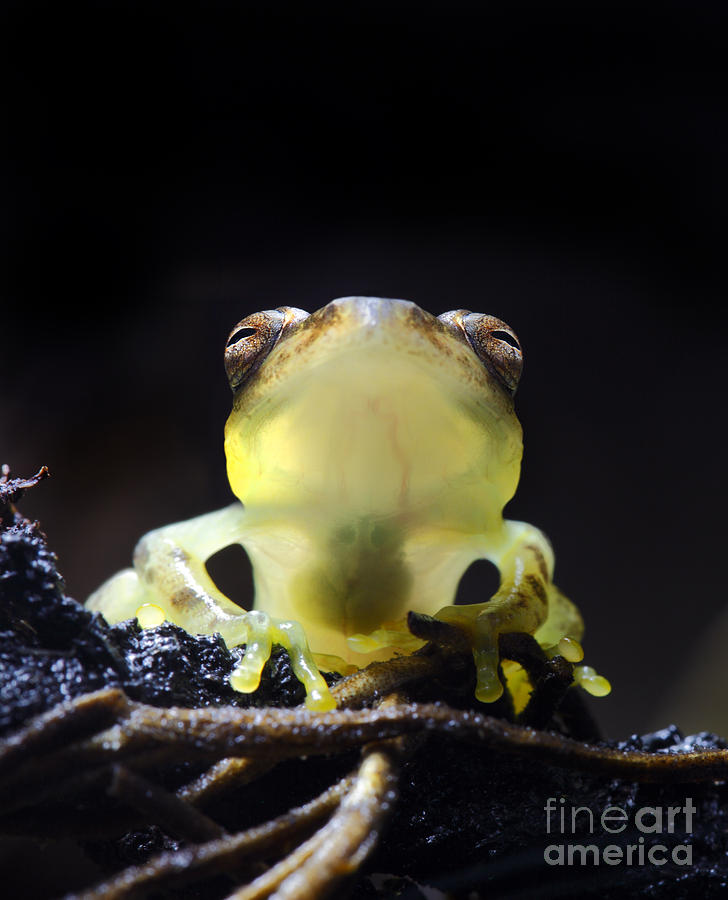 Nature Photograph - Glass Frog by Brandon Alms
