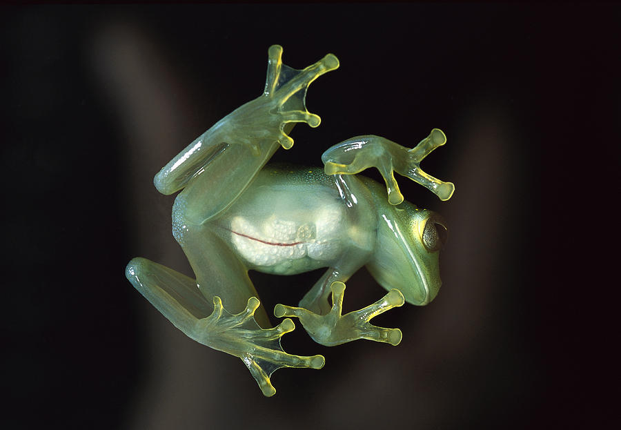 Glass Frog Photograph by Heidi & Hans-Juergen Koch