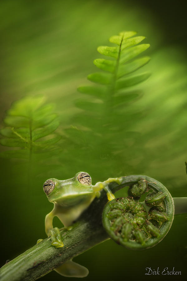 Jungle Photograph - Glass frog in Amazon rain forest by Dirk Ercken