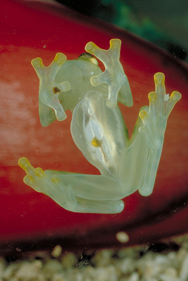 Glass Frog Photograph by Paul Zahl