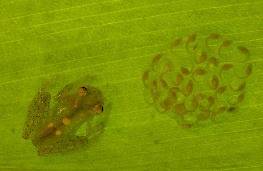 Glass Frog With Egg-clutch And Tadpoles Photograph by Pete Oxford