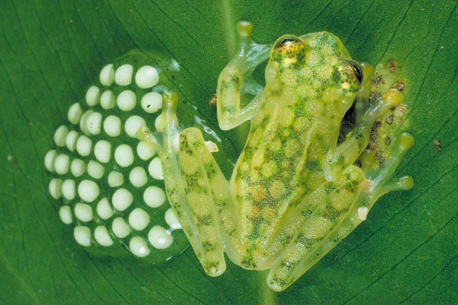 Glass Frog With Eggs Photograph by Paul Zahl