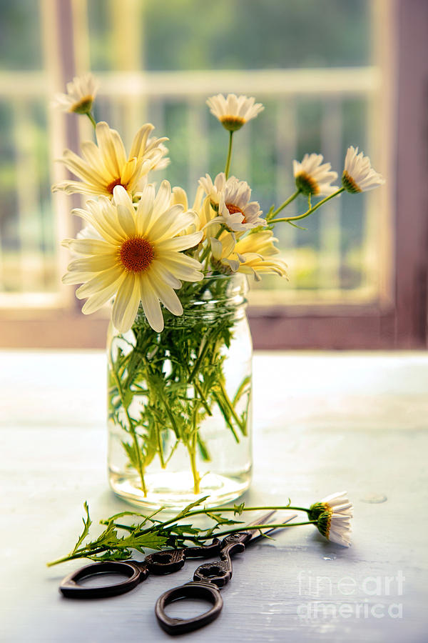 Glass jar with daisies near window Photograph by Sandra Cunningham
