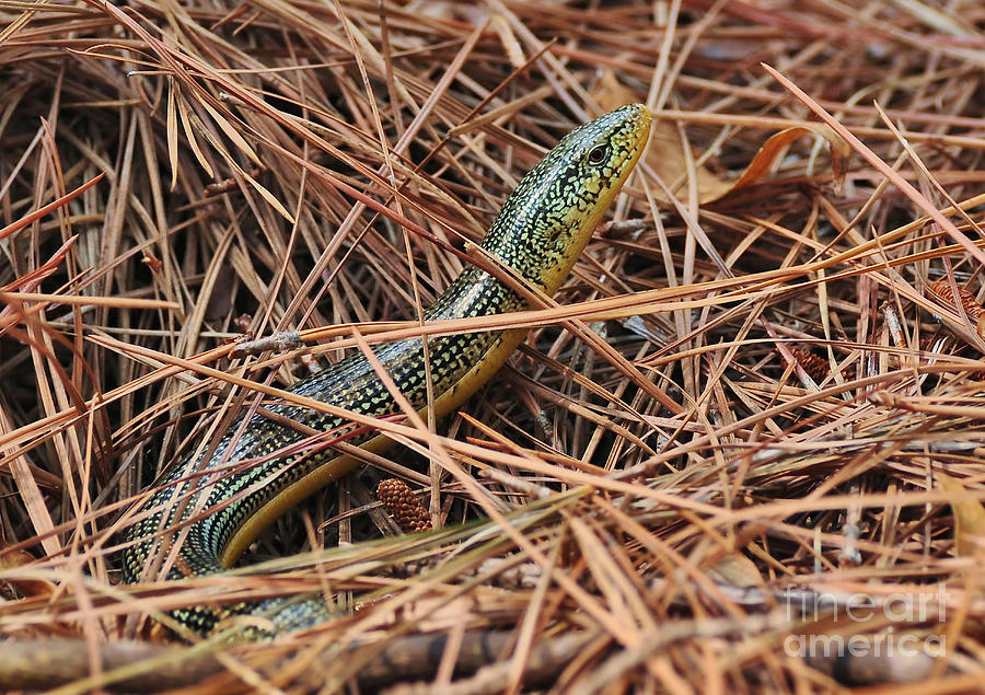 Glass Lizard Photograph by Kathy Baccari