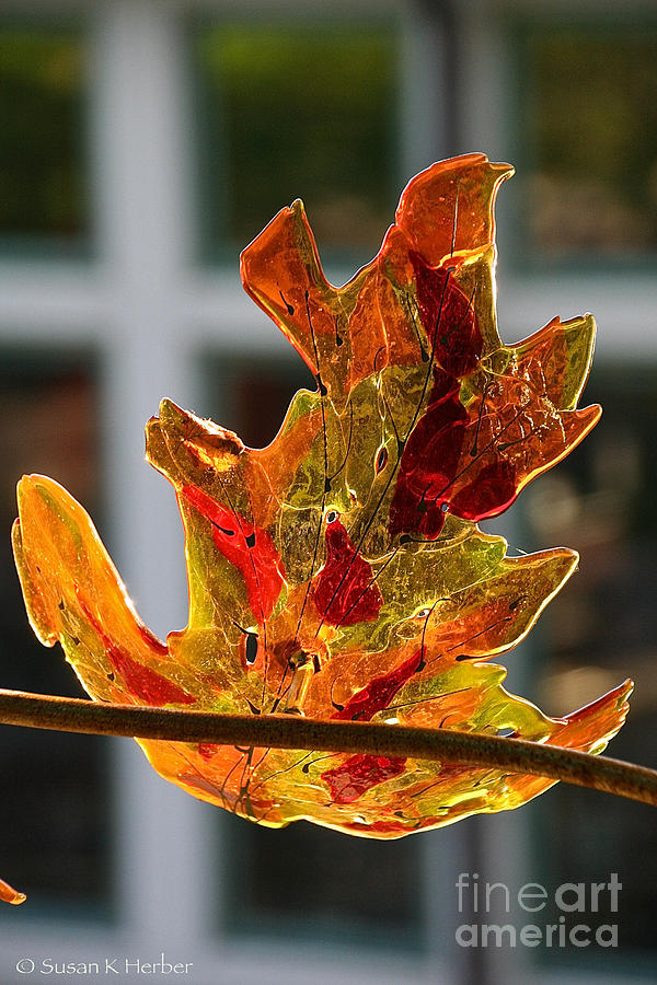 Glass Oak Leaf Photograph by Susan Herber