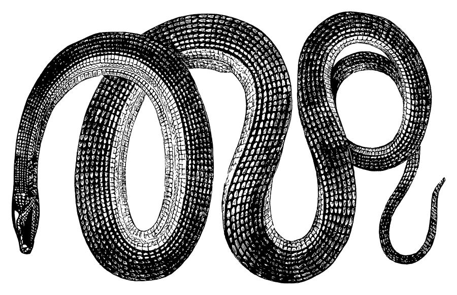 Glass snake | Antique Animal Illustrations Drawing by Nicoolay