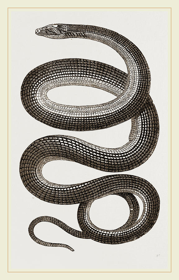 Glass-snake Drawing by Litz Collection - Fine Art America