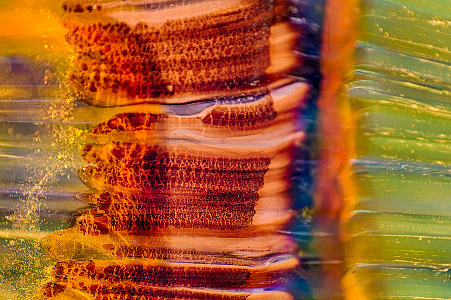 Abstract Photograph - Glass Trees by Omaste Witkowski