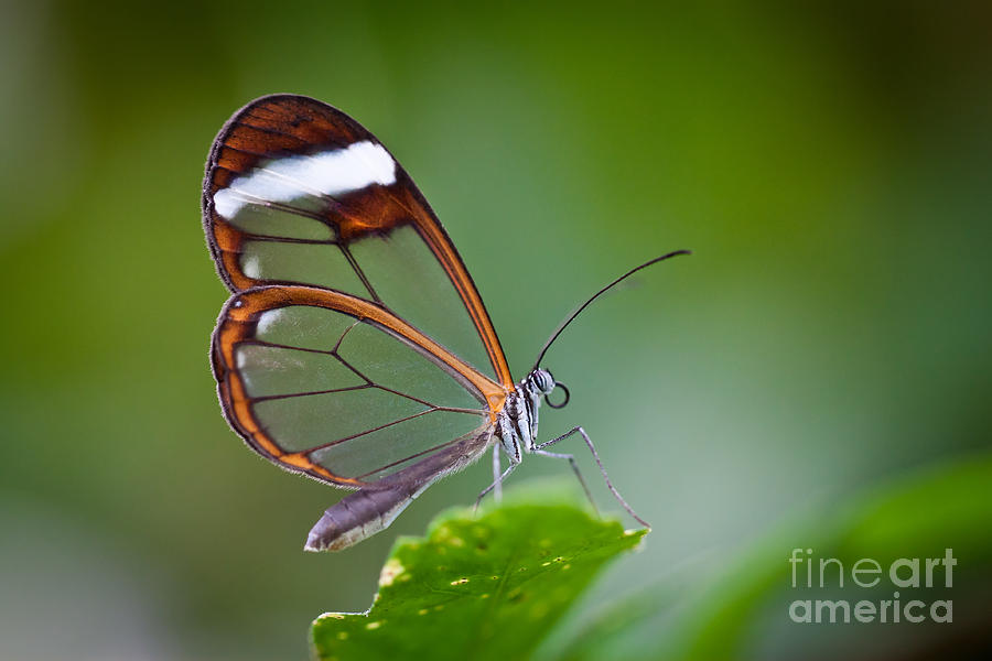 Spring Photograph - Glass Wing Butterfly by Bahadir Yeniceri