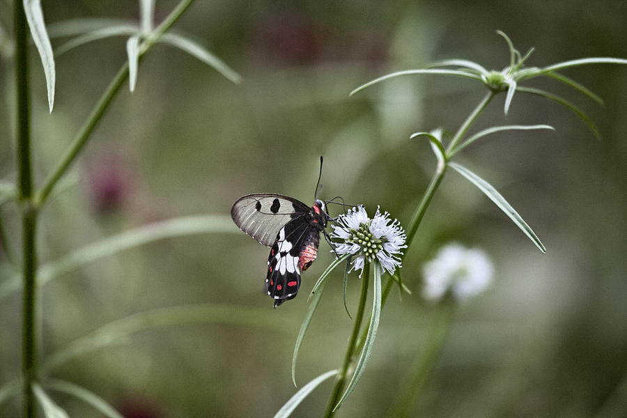 Glass-Wing Butterfly V2 Photograph by Douglas Barnard