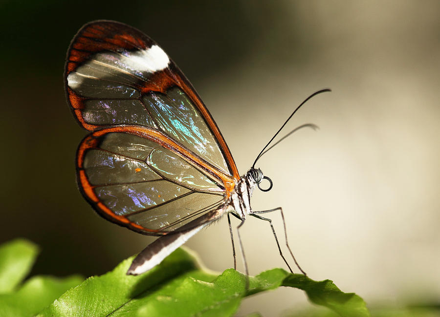 Glassed Wing Tropical Butterfly Photograph