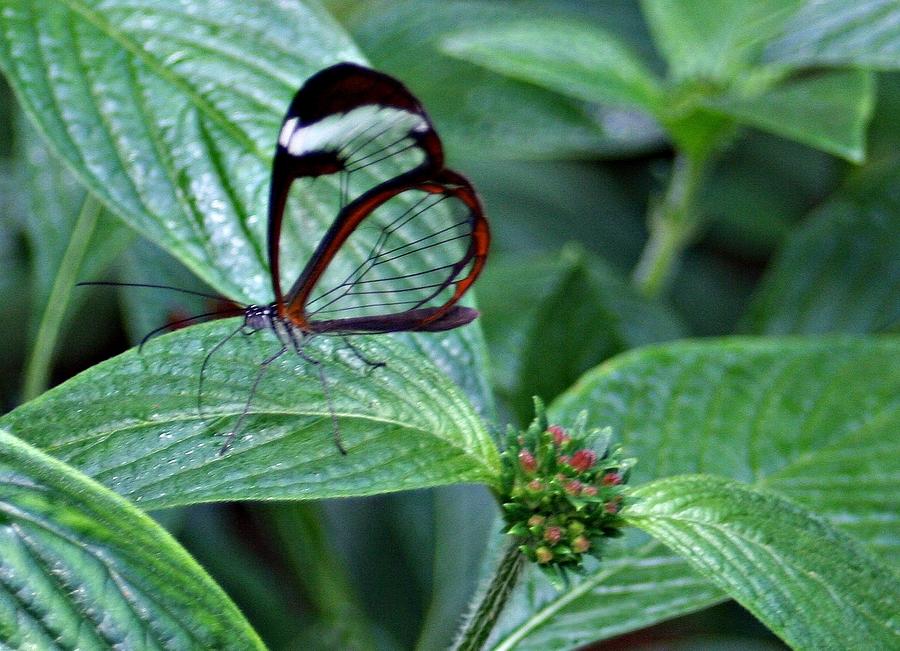 Glasswing Butterfly Photograph by Barbara S Nickerson