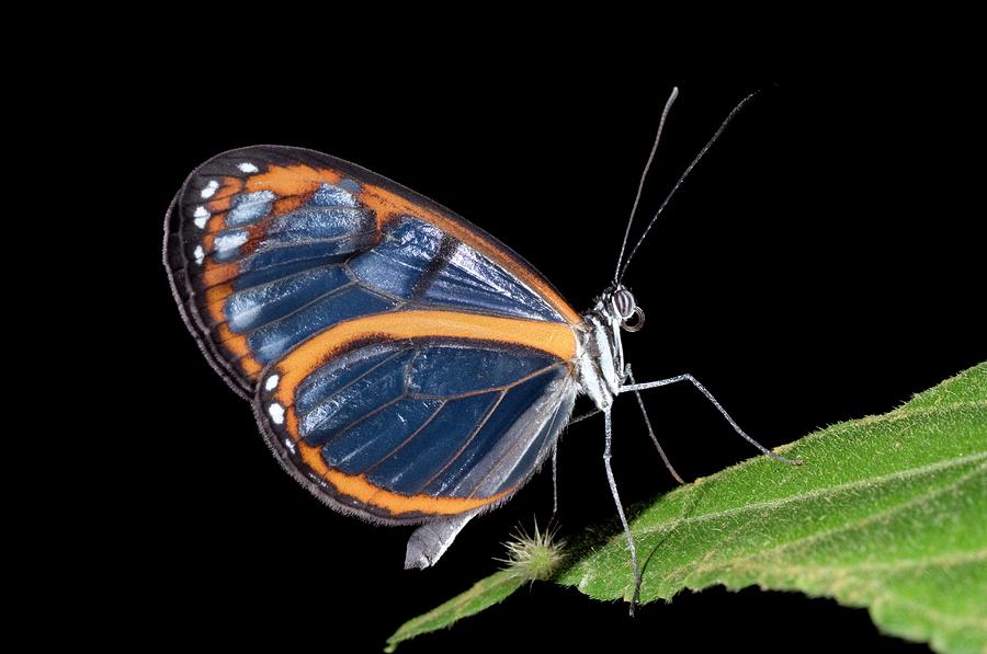 Glasswing Butterfly Photograph by Sinclair Stammers/science Photo Library