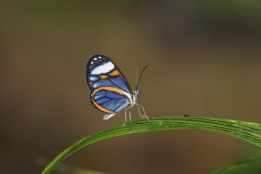 Animal Photograph - Glasswing On Leaf  Costa Rica by Konrad Wothe
