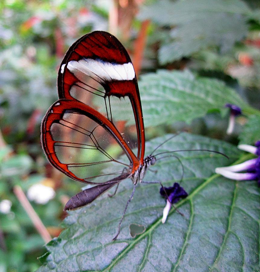 Glasswinged Butterfly on Leaf Photograph by MTBobbins Photography