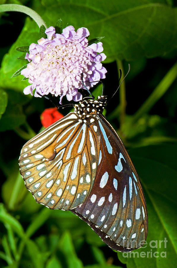 Nature Photograph - Glassy Blue Tiger Butterfly by Millard H. Sharp