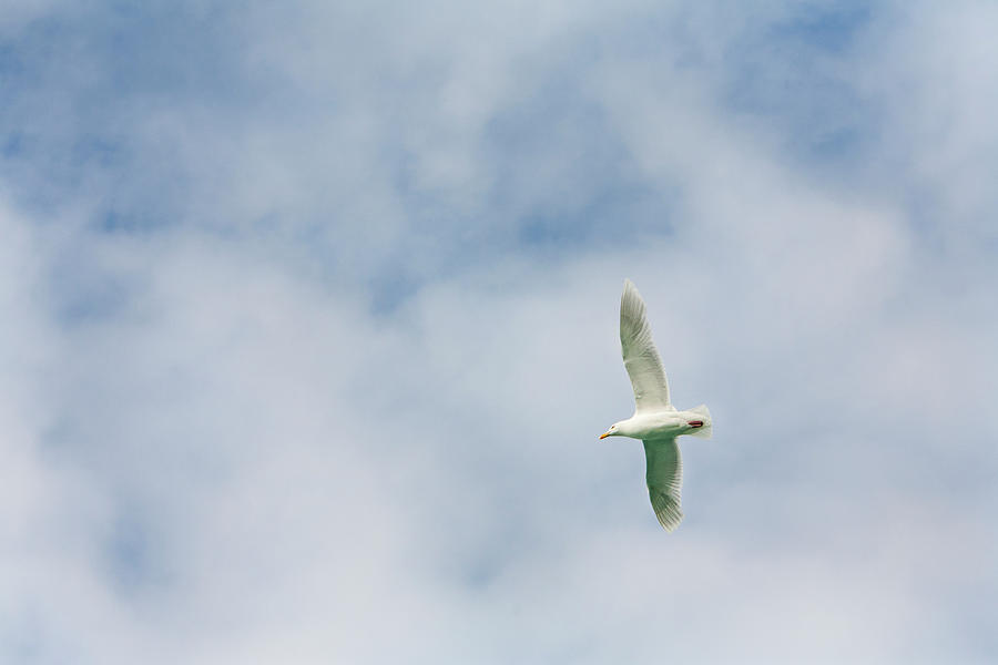 Glaucous Gull In Flight In Cloudy Blue Photograph by Anna Henly