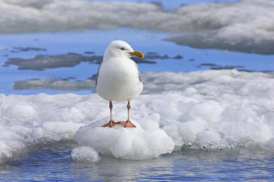 Glaucous Gull On Ice Floe Norway Photograph by Konrad Wothe