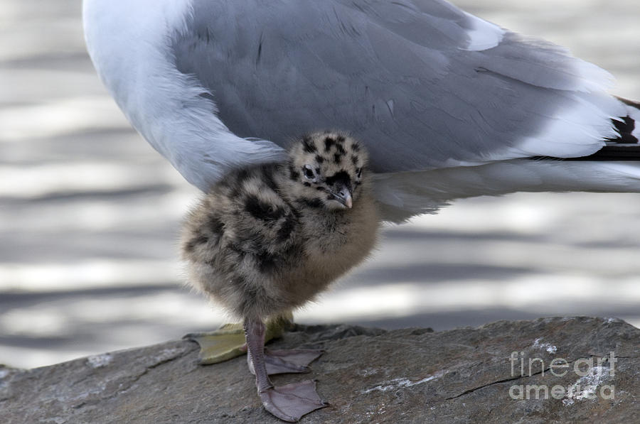 Glaucous-winged Gull Chick Photograph by Mark Newman