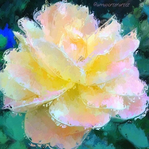 Impressionism Photograph - Glazed Pale Pink And Yellow Rose  by Anna Porter