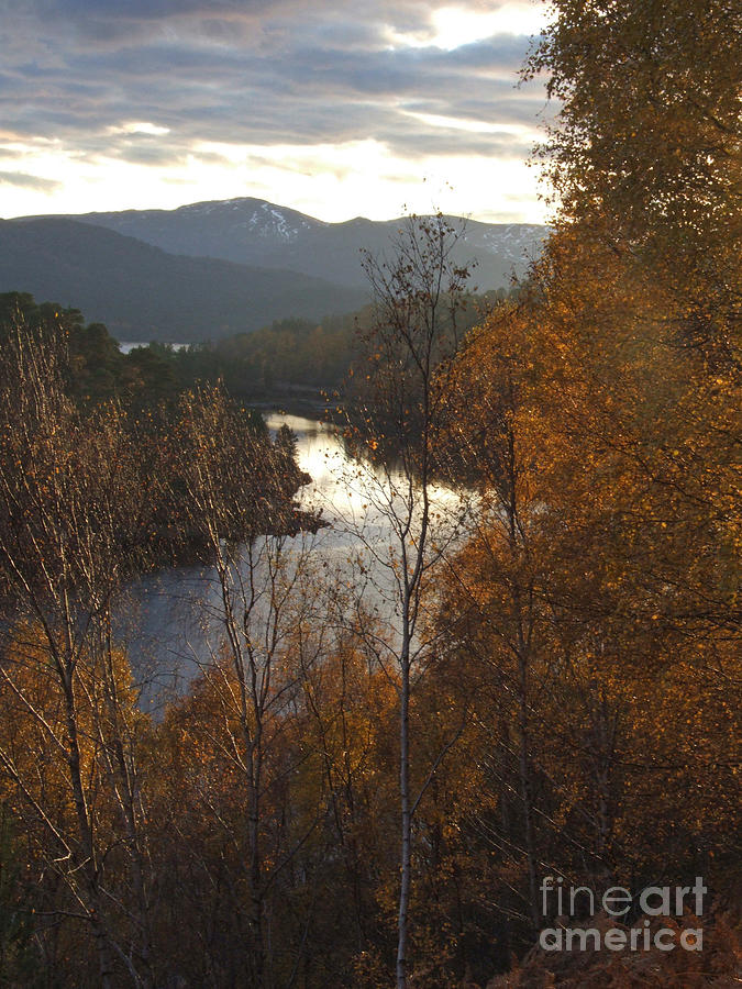 Silver and Gold - Glen Affric - Scotland Photograph by Phil Banks