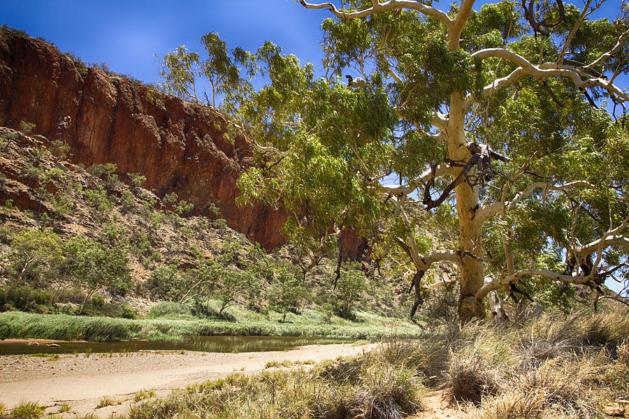 Glen Helen Gorge-Outback Central Australia V6 Photograph by Douglas Barnard