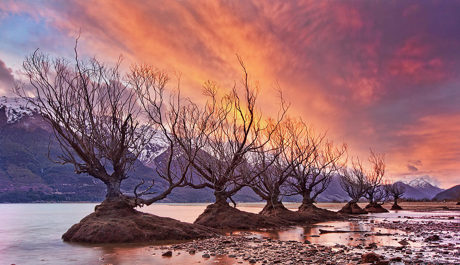 Glenorchy On Fire Photograph by Yan Zhang