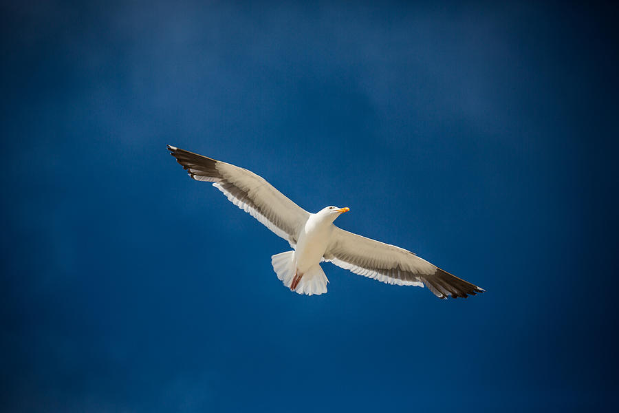 Seagull Photograph - Glide by Mike Lee