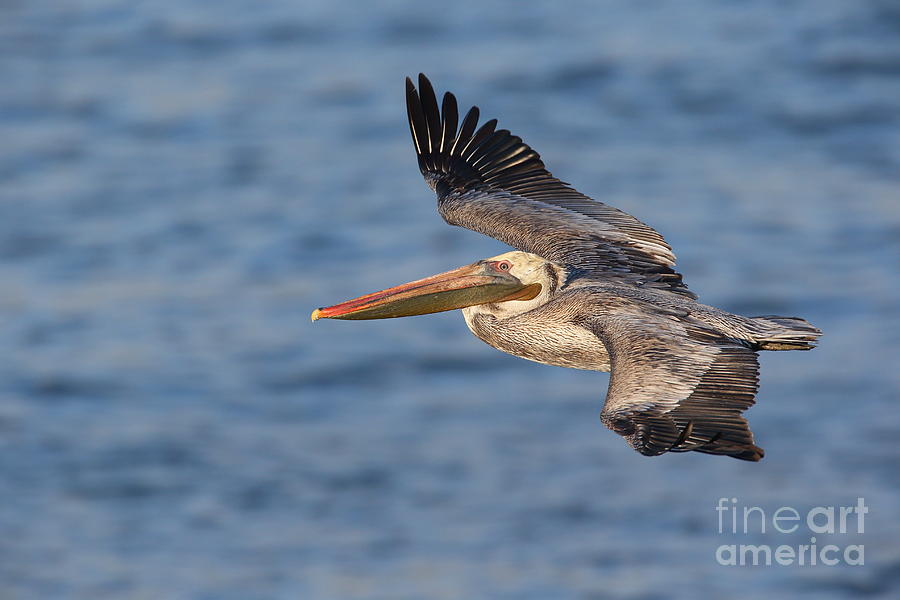 Gliding by Pelican Photograph by Bryan Keil