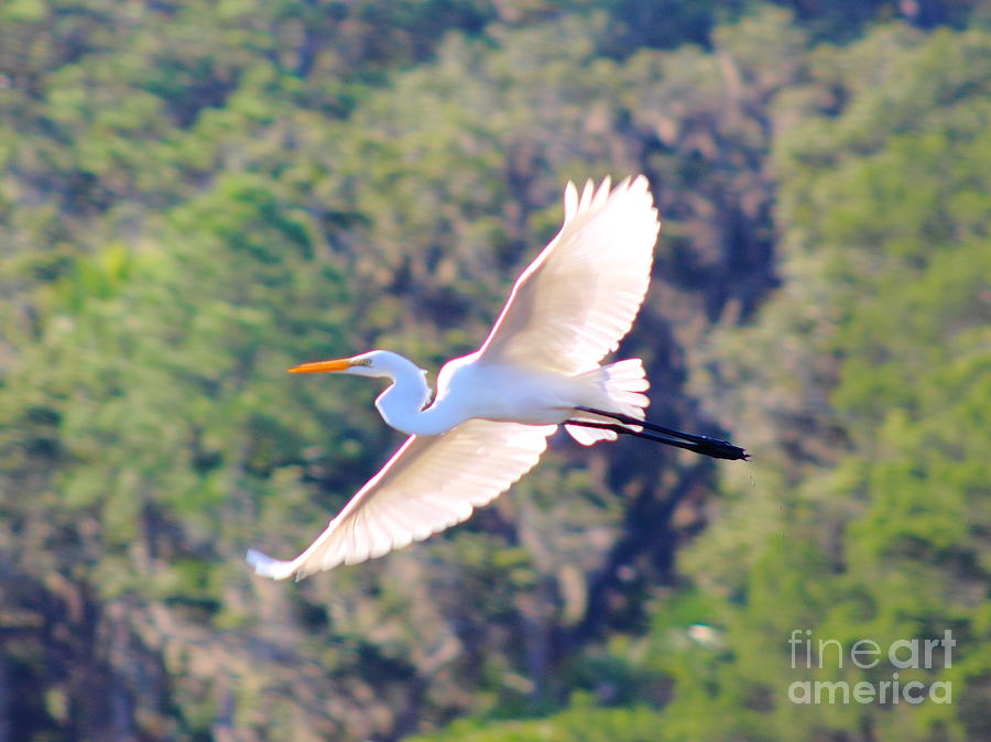 Gliding Egret Photograph by Andre Turner