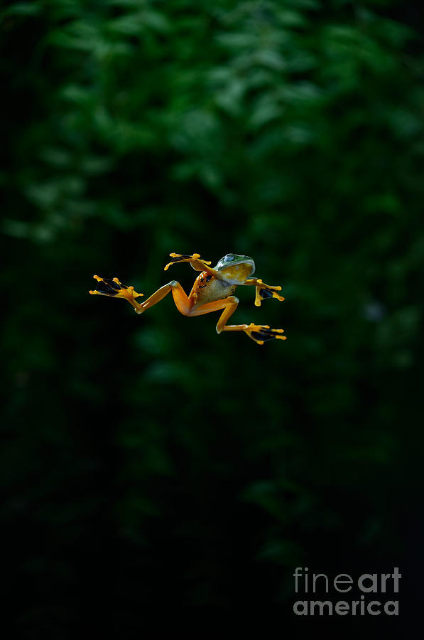Frog Photograph - Gliding Frog In Flights by Scott Linstead