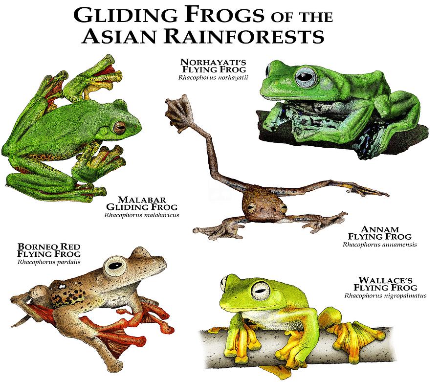 Amphibians Photograph - Gliding Frogs Of The Asian Rainforests by Roger Hall