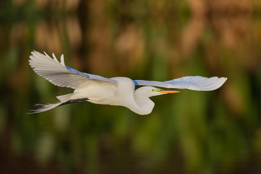 Gliding Great Egret Photograph by Andres Leon