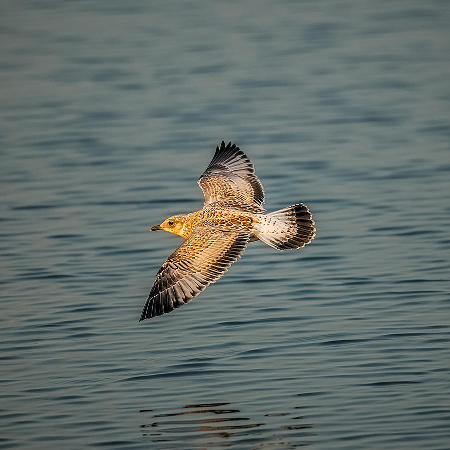 Gliding Gull Photograph by Paul Freidlund