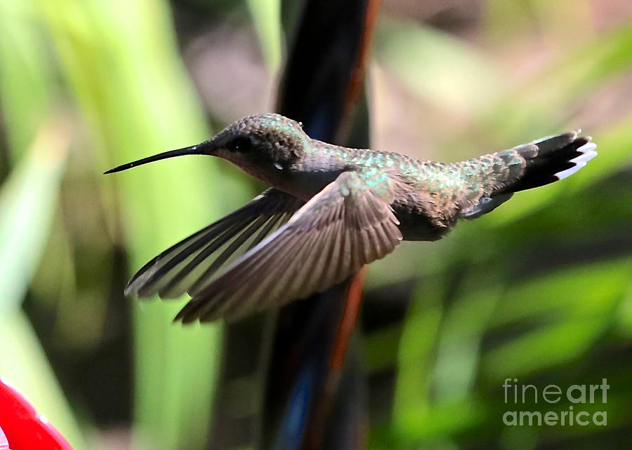 Gliding Hummingbird Photograph by Carol Groenen