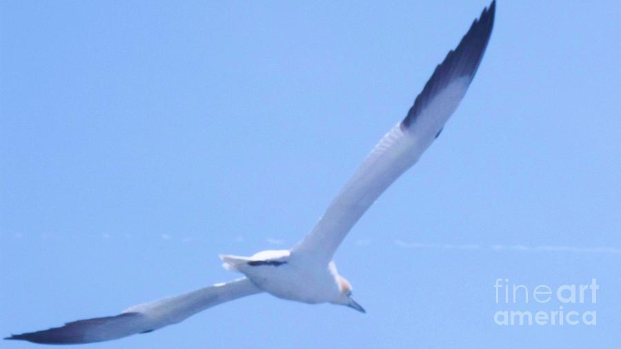 Gliding On The Wind Photograph by Eric Schiabor